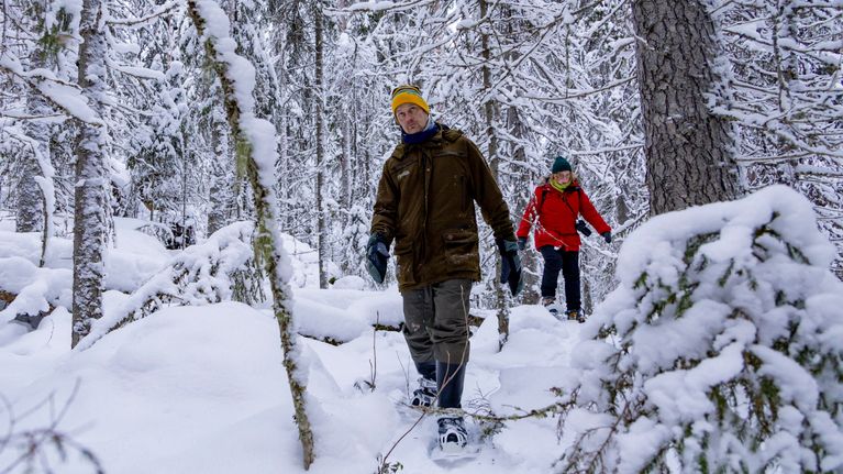 Metsähallituksen ympäristöasiantuntija Reijo Hokkanen ja viestinnän erityisasiantuntija Laura Kammonen lumikenkäilevat metsässä.