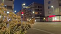 Kuvassa on ruutumittari-perhonen kaupungin valoissa. 