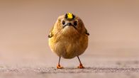 A small bird standing on a rocky surface. 