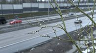 pajunkissoja, taustalla autoja moottoritiellä.