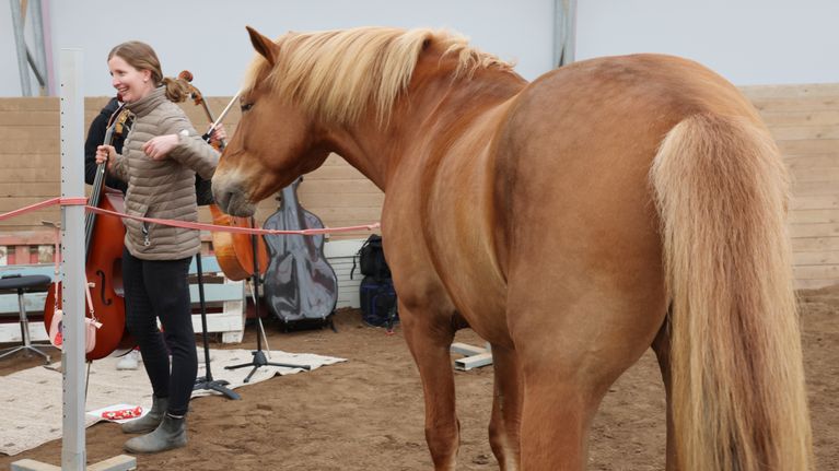 A woman stands holding a cello in a manège, with a brown horse standing looking at her.