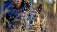 Lähikuva poliisikoira Herosta.