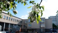Kuvassa näkyy etualalla kukkivan omenapuun oksa ja taustalla on koulu.