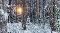 Laskeva aurinko pilkistää kuuraisten männynrunkojen välistä