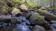 Tummakivinen puro, jonka reunuksilla kasvaa sammalpohjaista metsää.