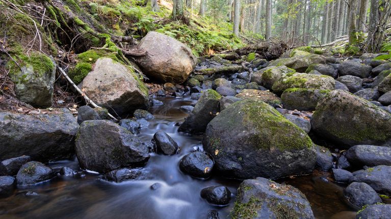 Tummakivinen puro, jonka reunuksilla kasvaa sammalpohjaista metsää.
