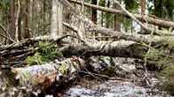 Kaatuneita puita metsässä.