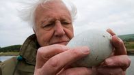Sir David Attenborough on intohimoisen kiinnostunut linnunmunista. 