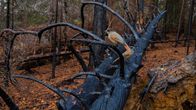 Kuukkeli hiiltyneellä kaatuneella puunrungolla metsässä.