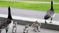 Valkoposkihanhia poikasineen ylittämässä pyörätietä Töölönlahdella.