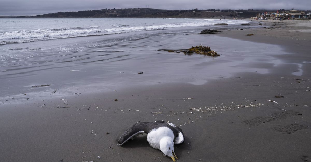 Mass bird flu deaths causing test backlog