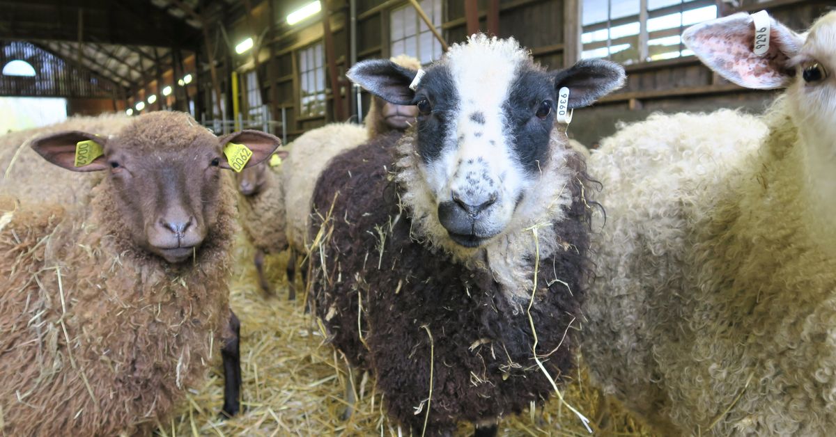 Number of Finland’s organic food producers continues to fall