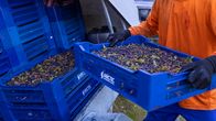 A person wearing an orange shirt and gloves carries a blue plastic crate full of bilberries, with more stacked behind.