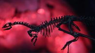 Dinosauruksen luuranko punaista taustaa vasten kuvattuna.