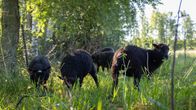 Svarta får betar i gräset vid ett skogsbryn med träd och grönska i bakgrunden.