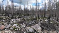 Kalajoen kesän 2021 maastopaloalue kuvattuna droonilla 19.7.2023