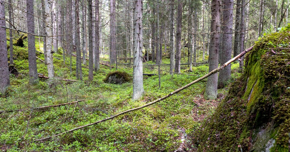 Poll: 80% want to expand nature reserves
