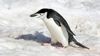 Pingviini kävelee lumisella maalla.