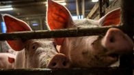 Two pigs looking out of a sty. 