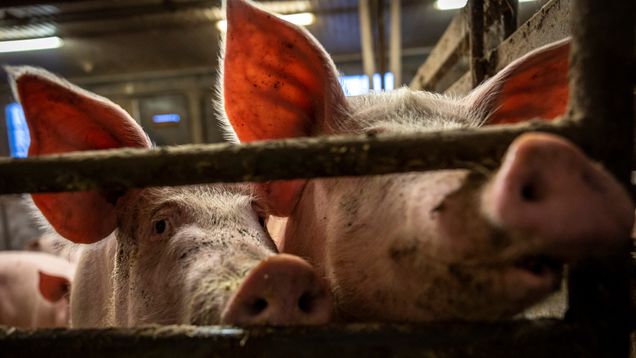 Two pigs looking out of a sty. 
