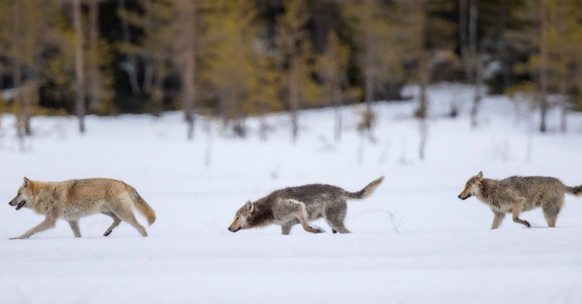 Wolves kill hundreds of reindeer in northern Finland | Yle News | Yle