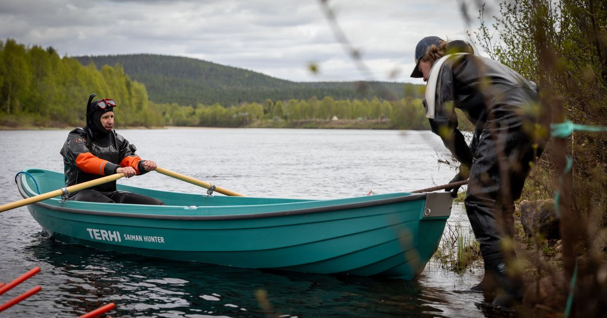 Ivalojoen taimenkantaa selvitetään ensimmäistä kertaa – taim