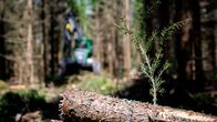 Kaadettu kuusipuu. Taustalla metsäkone tekee hakkuuta.