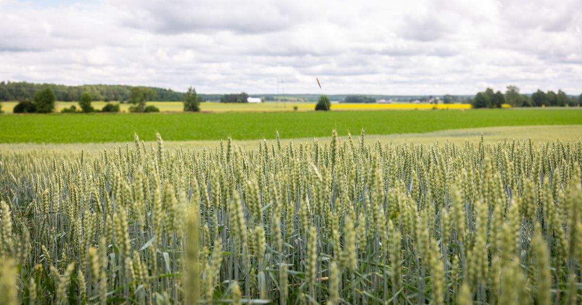 Boosting Crop Yields with Supplementary Fertilization After Heavy Rain