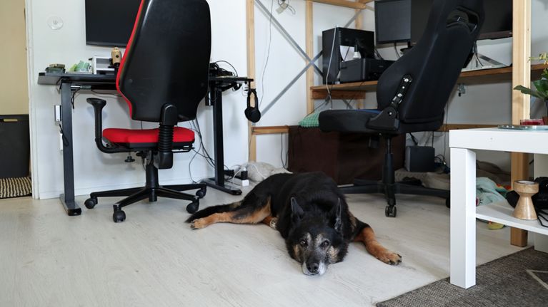 Musta koira makaa lattialla kahden tietokonepöydän edessä.