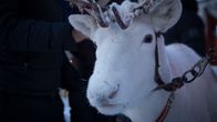 Valkoinen poro katsoo suoraan kameraan talvisessa maisemassa.