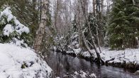 Rehevän metsän keskellä virtaa kaivettu oja. Kuva otettu 10.12.2025.