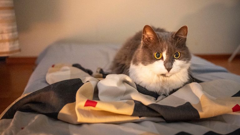 Thomas Kämpes katt Shirley. 