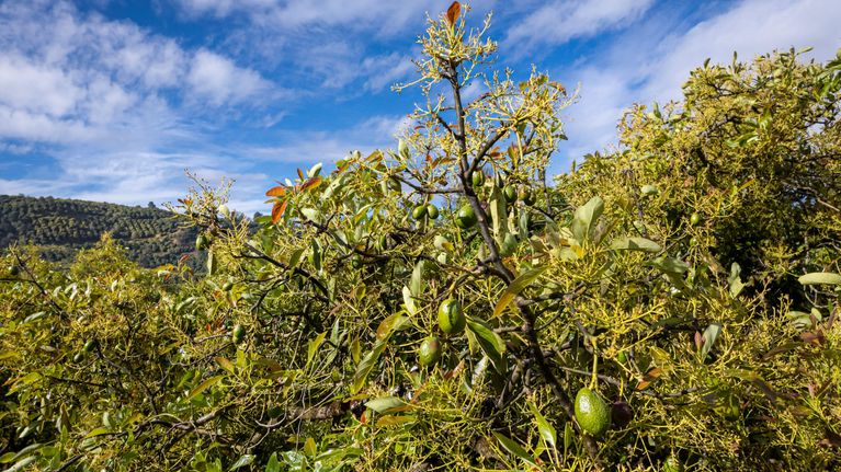  Hass-avokado växer i Michoacan i Mexiko. I bakgrudnen blå himmel.