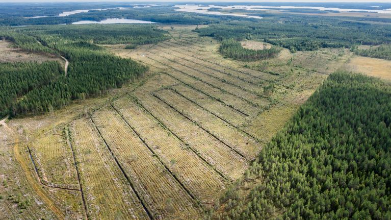 Ilmakuva hakkuualueesta Ilomantsissa. Hakkuualueen läpi kulkee ojia, jotka valuvat järveen.