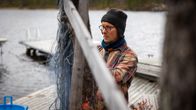 Heikki Nikula tarkistaa kalanverkkoa laiturilla järven rannalla syksyisessä maisemassa.