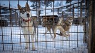 Nuoria siperianhuskeja häkissä talvella. Etummainen koira kallistaa hieman päätään.