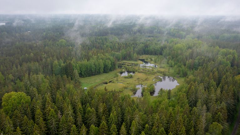 Light fog over an evergreen forest, with bodies of water in an open area in the centre of the photo.