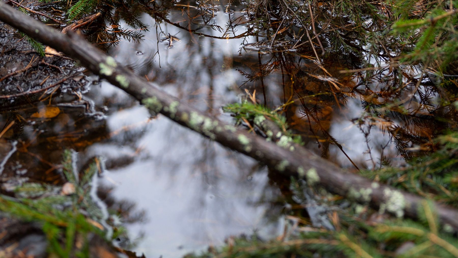 Pieni vesilammikko metsässä.