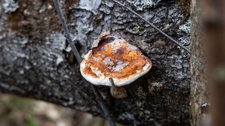 Metsänomistajat jättävät nyt puuta lahoamaan tarkoituksella – ”50 ...
