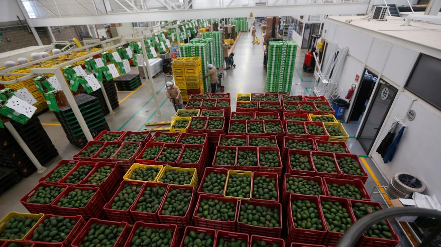 Förpackad avokado i kommunen Ciudad Guzman i delstaten Jalisco, Mexiko, februari 2023.