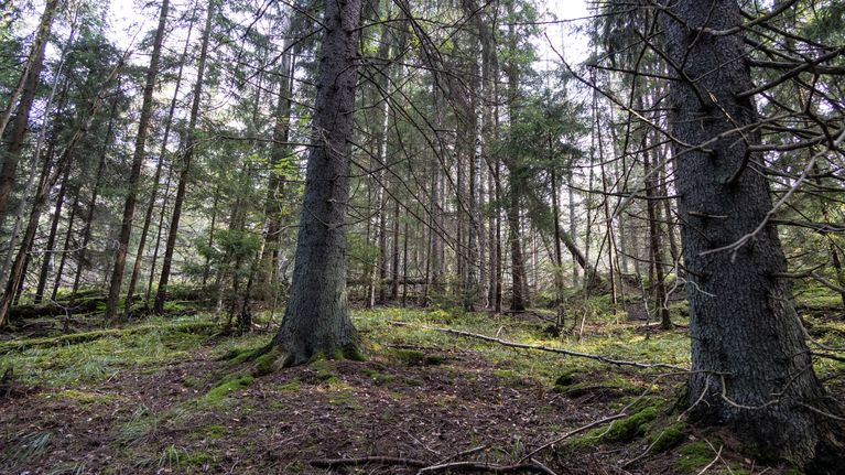 Metsää, jossa eri-ikäisiä ja eri lajeja edustavia puita.
