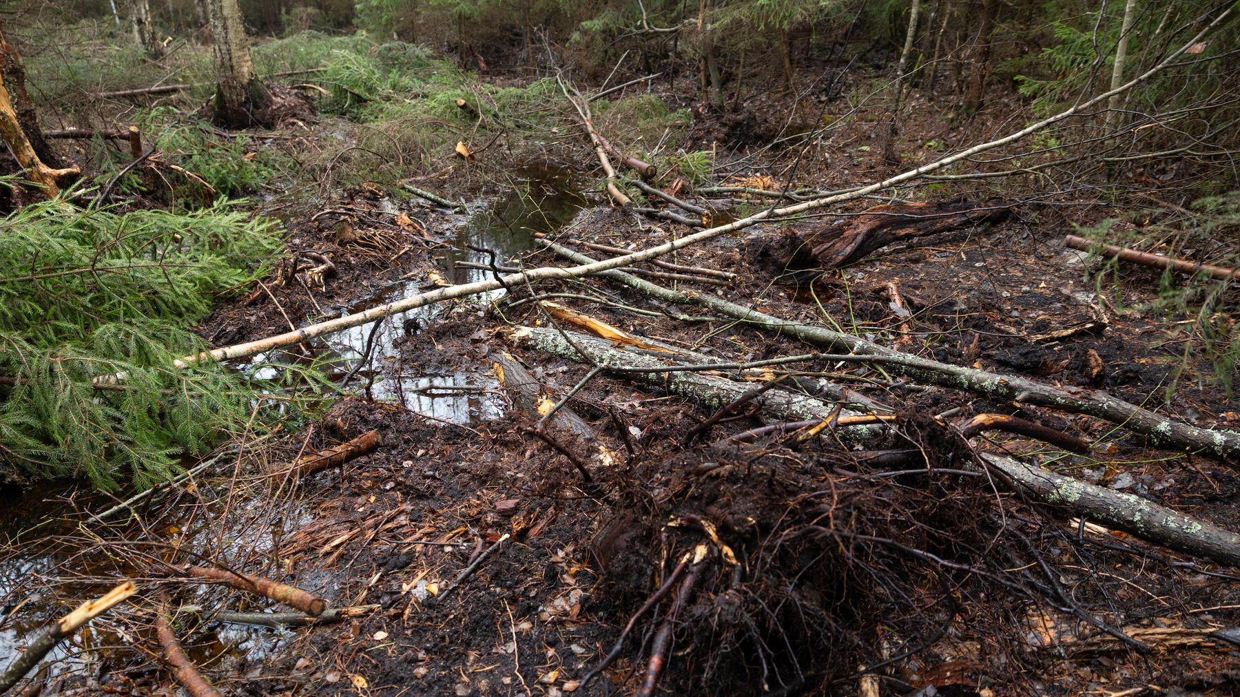 Lämpäre vettä ja sen ympärillä möyhittyä maata ja kaadettuja pienehköjä puita.