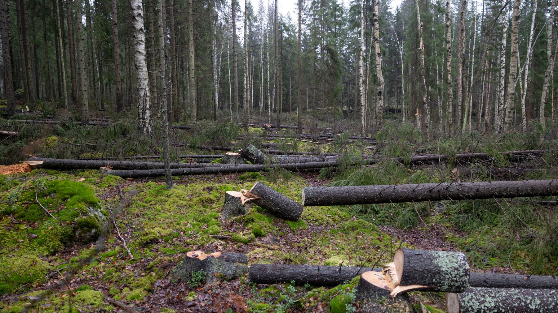 Kapea aukko metsässä, josta on kaadettu paljon isoja kuusia ja rungot jätetty paikoilleen maahan. 