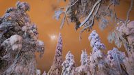 Rukan luminen metsä pimeällä kuunvalossa oranssia taivasta vasten.