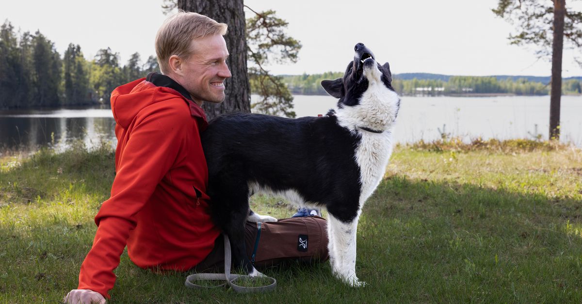 Moni suomalainen koirarotu uhattuna – heikoin tilanne suomenajokoiralla ja karjalankarhukoiralla