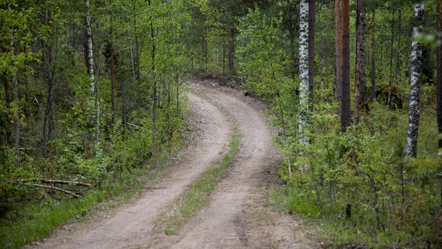 Mutkitteleva ja nouseva metsätie Taipalsaaren ampuma-alueella kesällä 2021