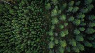 Metsää Laukaassa.