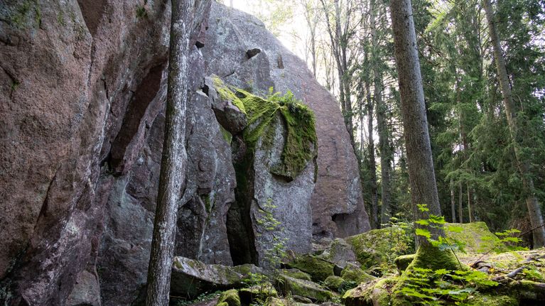 Korkea pystysuora kallioseinämä, jonka keskellä tasanteella kasvaa sammalta ja saniaisia.