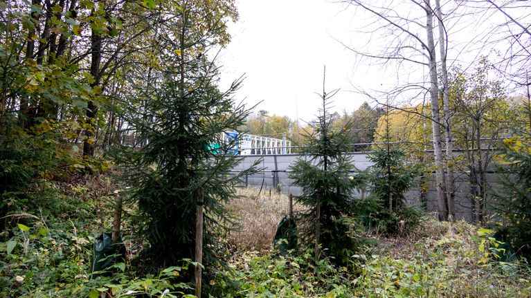 Parimetrisiä kuusentaimia aukossa, jonka ympärillä isompia puita. Taustalla autotien meluvalli.