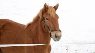 A Finnhorse.